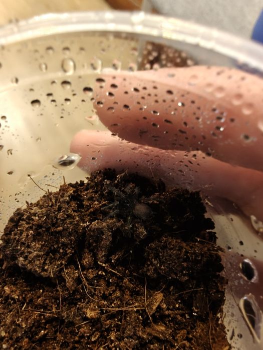 Pająk ptasznik Chilobrachys natanicharum ex. electric Blue L3