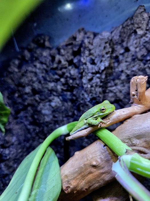 Rzekotka zielona (Hyla cinerea)
