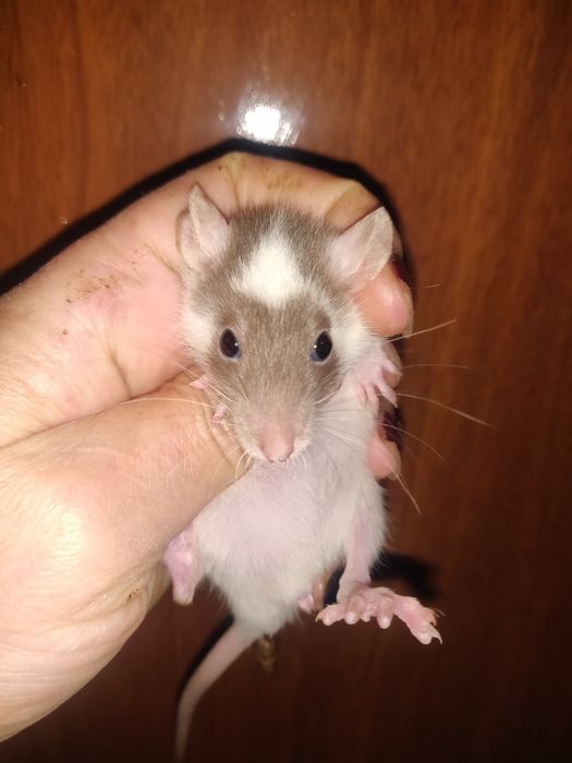 Крысята щурики Дамбо ,стандарт