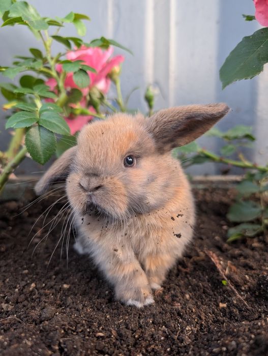 Mini lop , baranek miniaturka, metryka