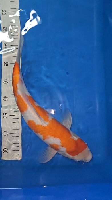 Carpa Koi - Goshiki Shigure - 42cm
