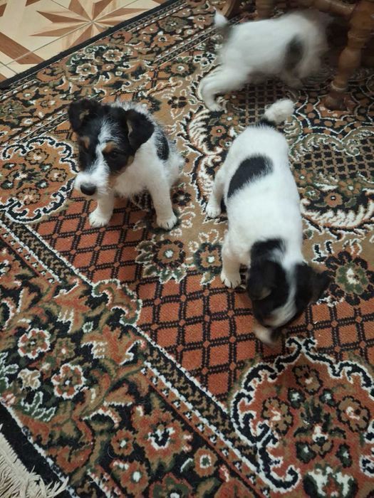 Хлопчики фокстерьери  3 місячні