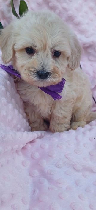 Найлюбиміша мальтіпу Ф1