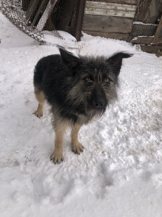 Джим шукає хазяїна.