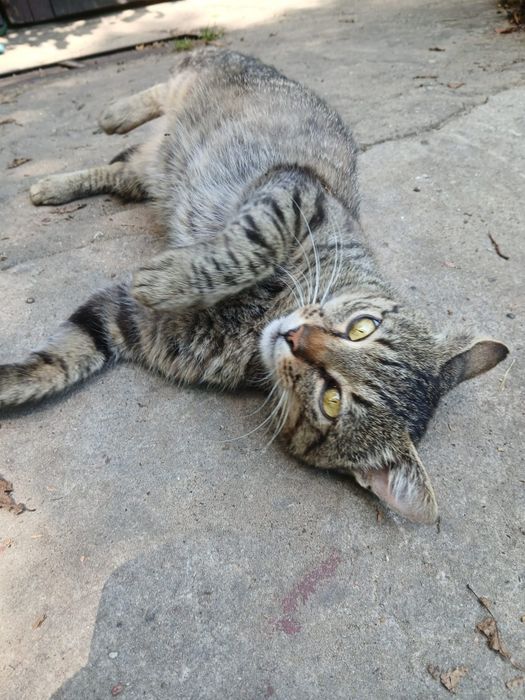 do adopcji Sebuś - około 1,5 roczny miziak