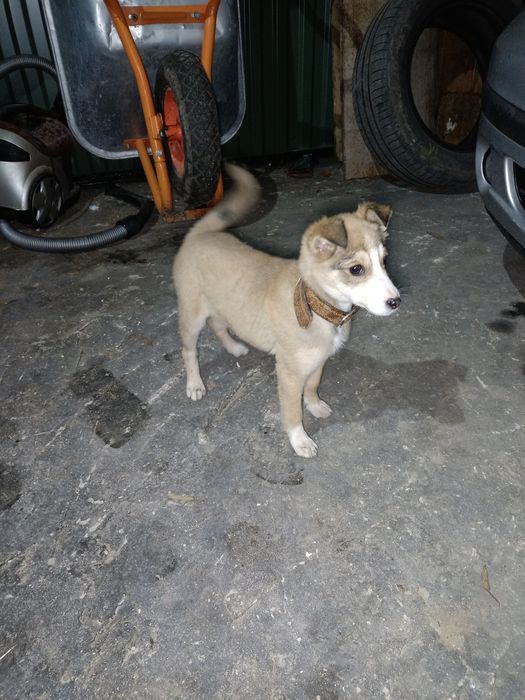 Собачення, дівчинка,3 місяці.