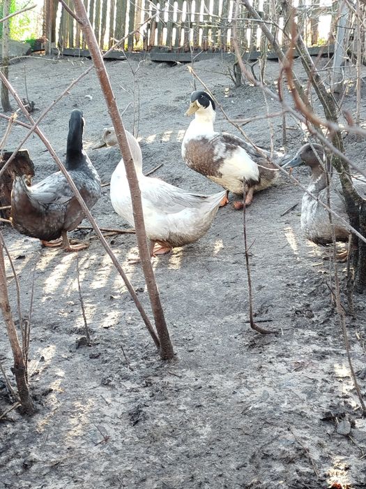 Качки блакитний фаворит