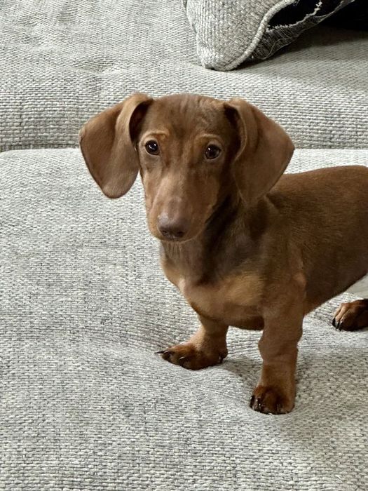 Маленьке щастя на коротких лапках