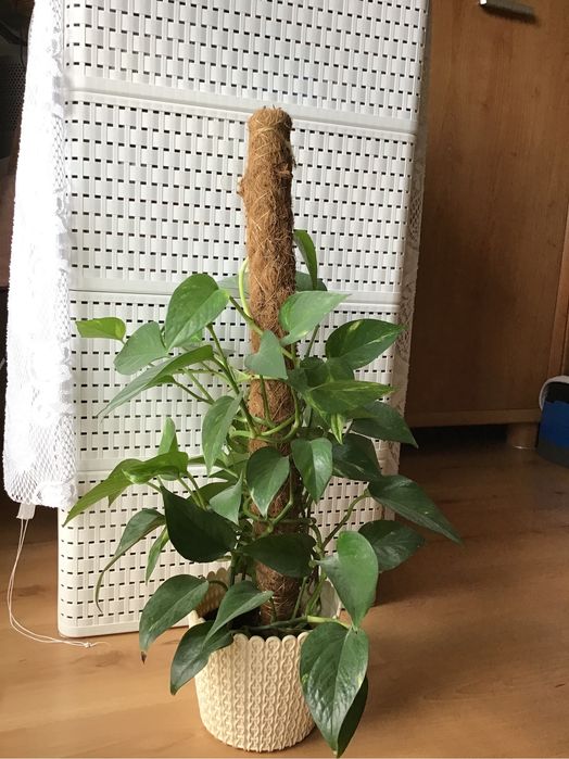 SCINDAPSUS epipremnum pnacze