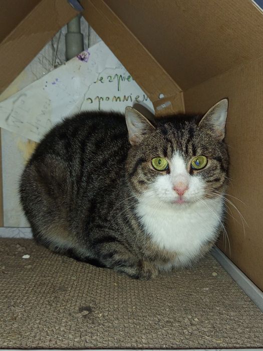 Szukamy domu dla Migdała