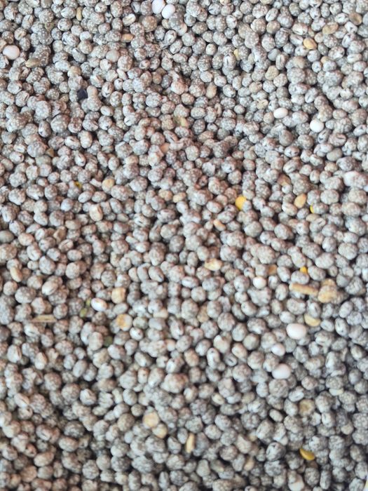 Łubin plenny zapraszam