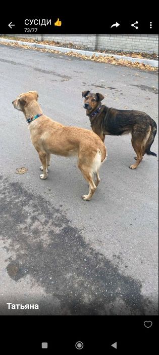 Собачки ищут дом