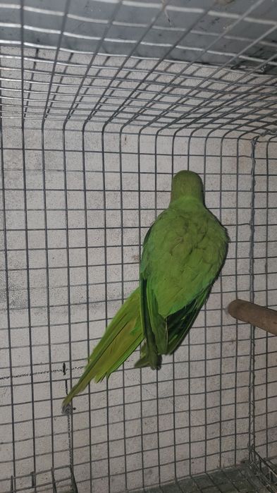 cedo ring necks sexados