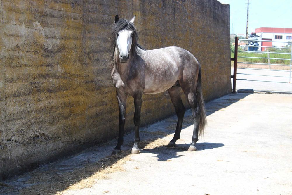 Cavalo Lusitano