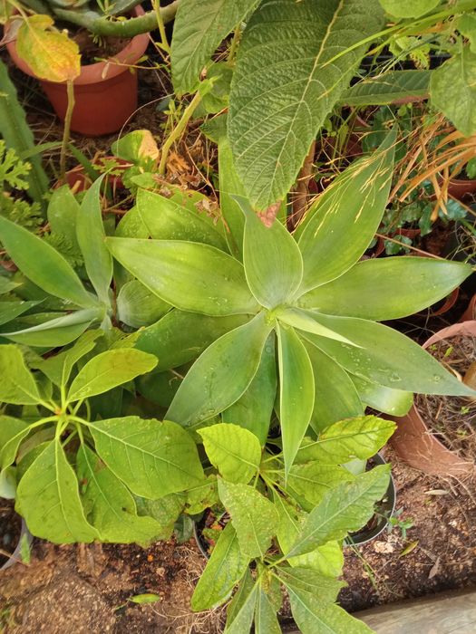 Suculenta agafes em vaso