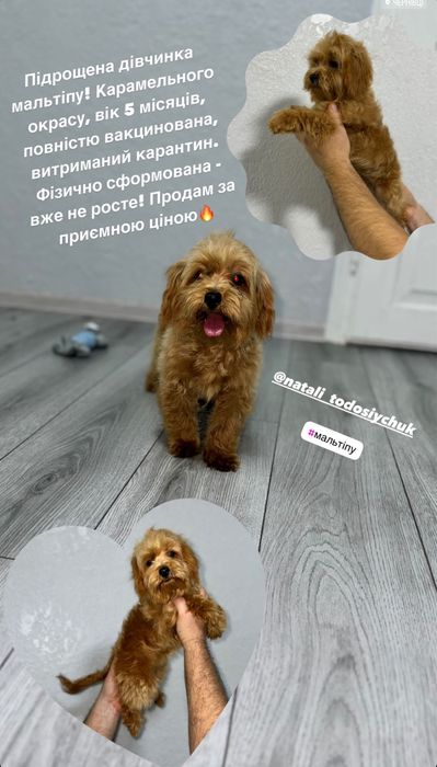 Шикарнюча дівчинка мальтіпу