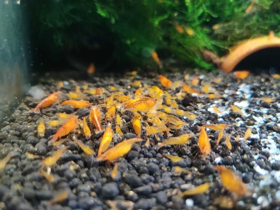 Super cena Krewetki neocaridina orange, pomarańczowa krewetka