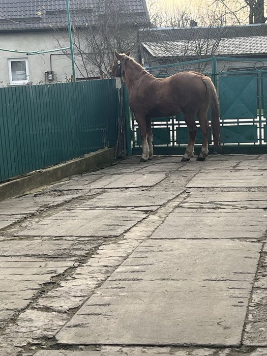 Продам   кобилу
