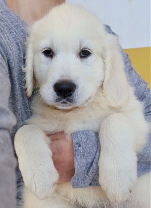 Golden Retriever fêmea com LOP