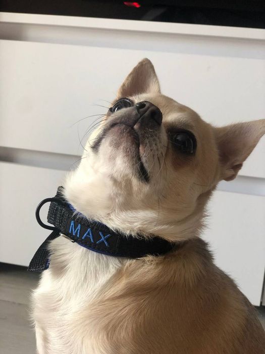 Вязка собак чихуахуа