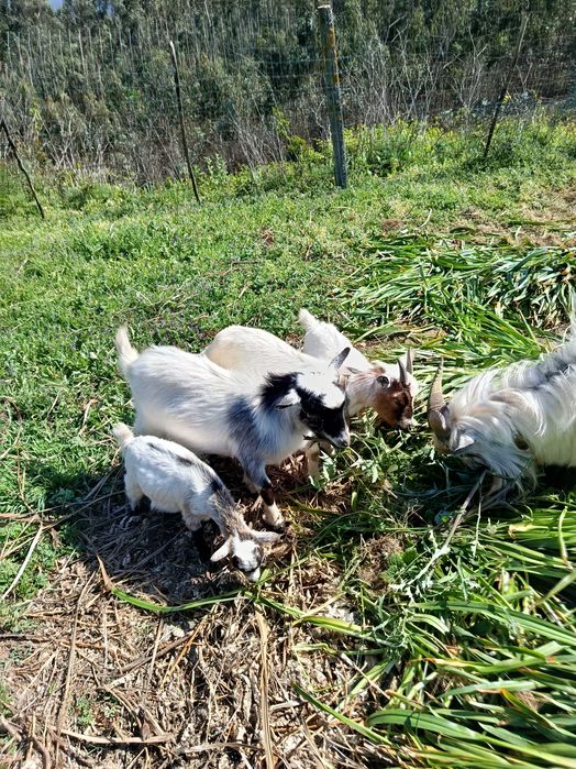 Tenho Cabrito para venda