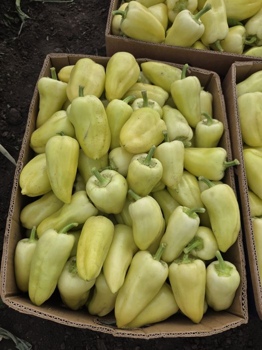 Продам ранній смачний перець Цинтія.