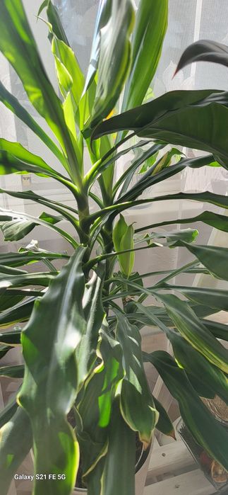 Dracena fragrans golden coast