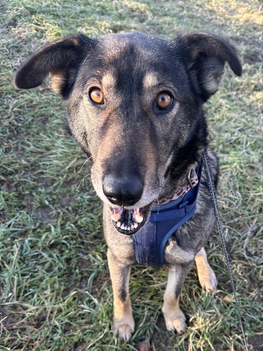 Lupa - 1 rok, roczna suczka ze schroniska