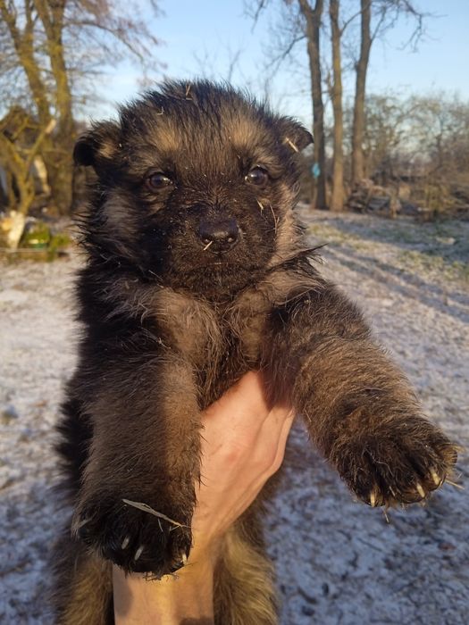 Цуценя німецька вівчарка два місяці
