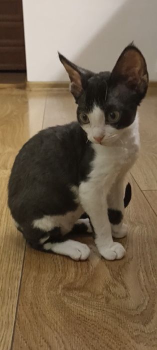 Дівчинка девон-рекс