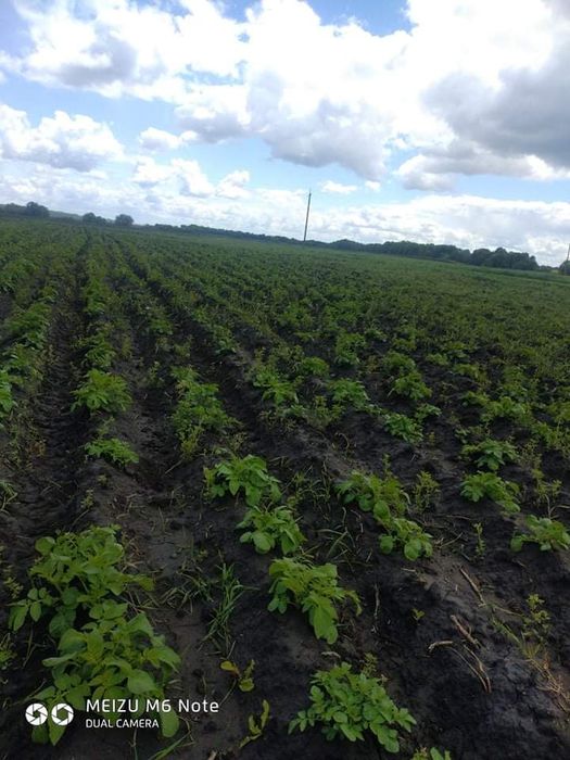 Леонардит добриво