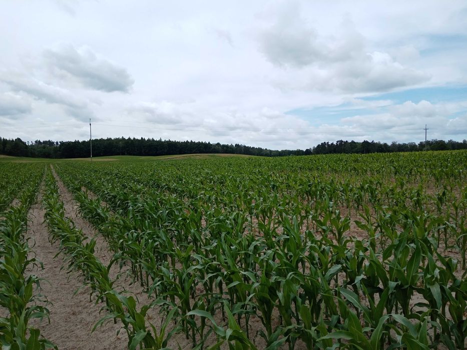 Sprzedam Gospodarstwo Rolne 4,56 ha