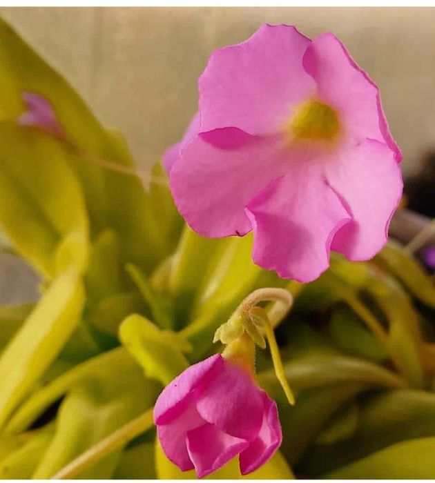 Tłustosz roślina owadożerna mięsożerna Pinguicula