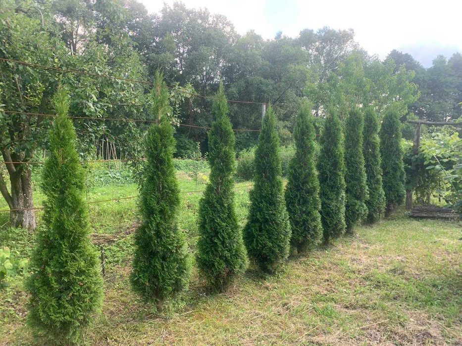 Туя смарагд 2м продам