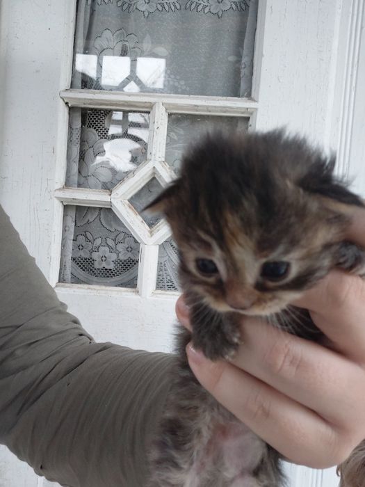 Віддам даром лагідних кошенят