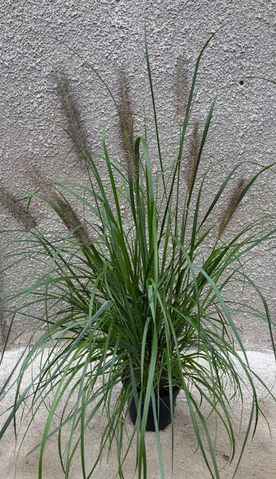 Rozplenica Black Beauty, Moudry, Red Head