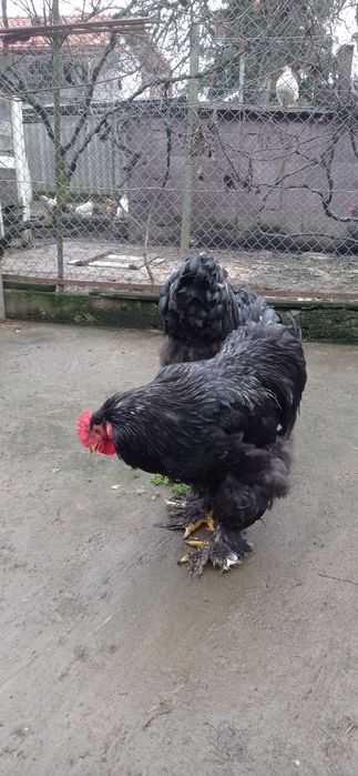 Півники чорного кохінхіна