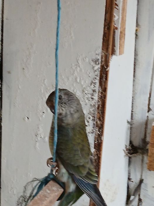 Fêmea de 2024 para venda red rumped