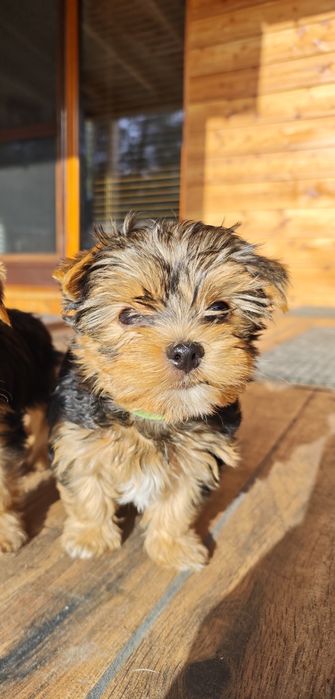 Piesek rasy Yorkshire terrier