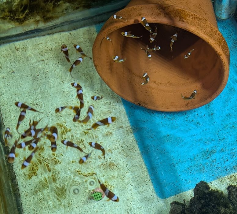 Peixe palhaço  - Ocellaris