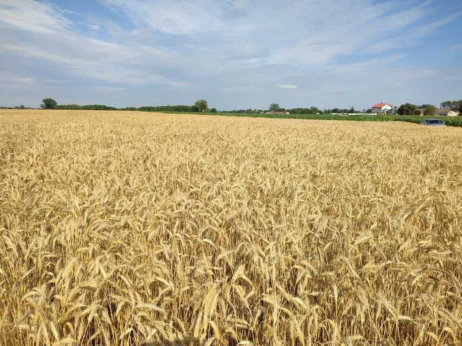 Sprzedam pszenżyto Belcanto po centrali