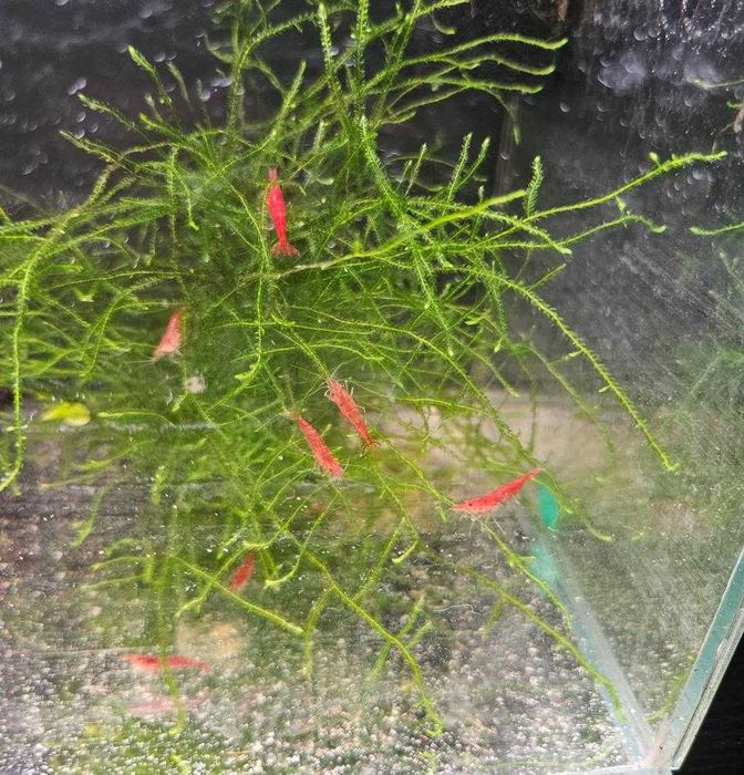 Krewetki Neocaridina - fire/sakura red