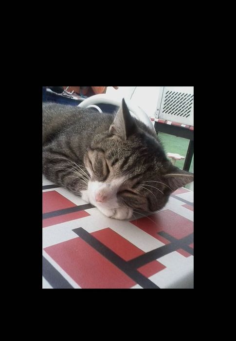 Zaginął kot Mierzyn