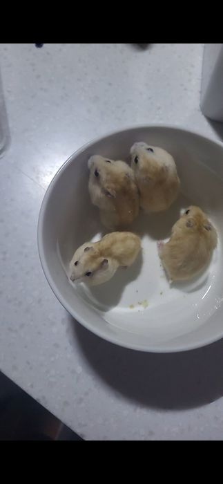 Хом'як  джунгарик