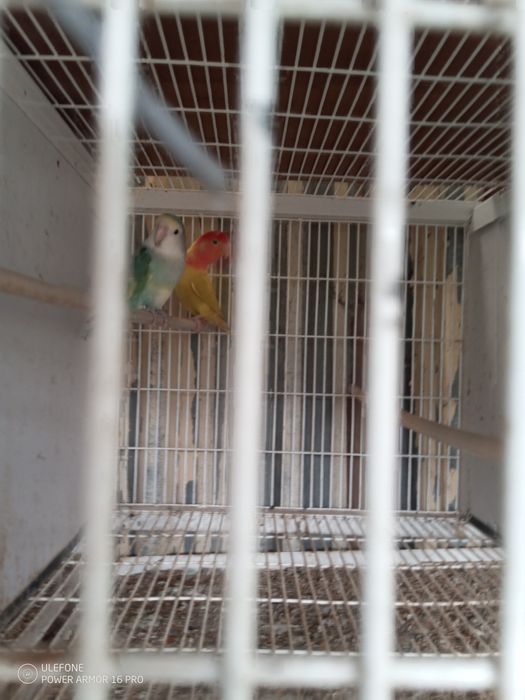 Vendo agaponis e canários