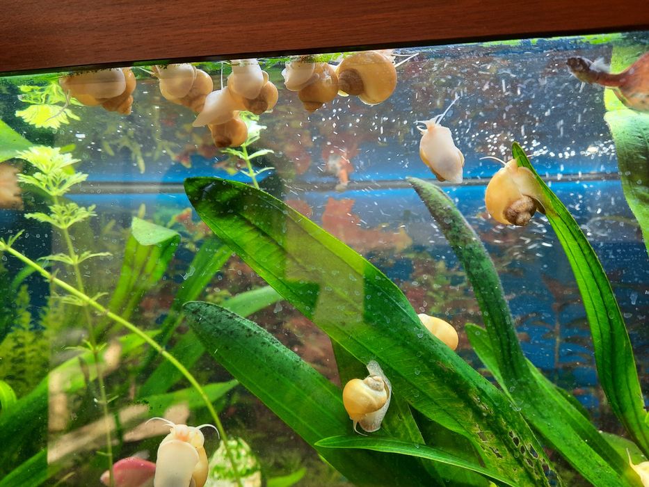 Равлики улитки ампулярії