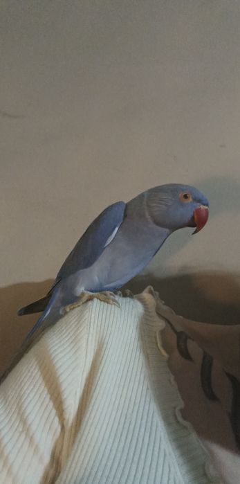 Aleksandrrtta Obrożna Fiolet