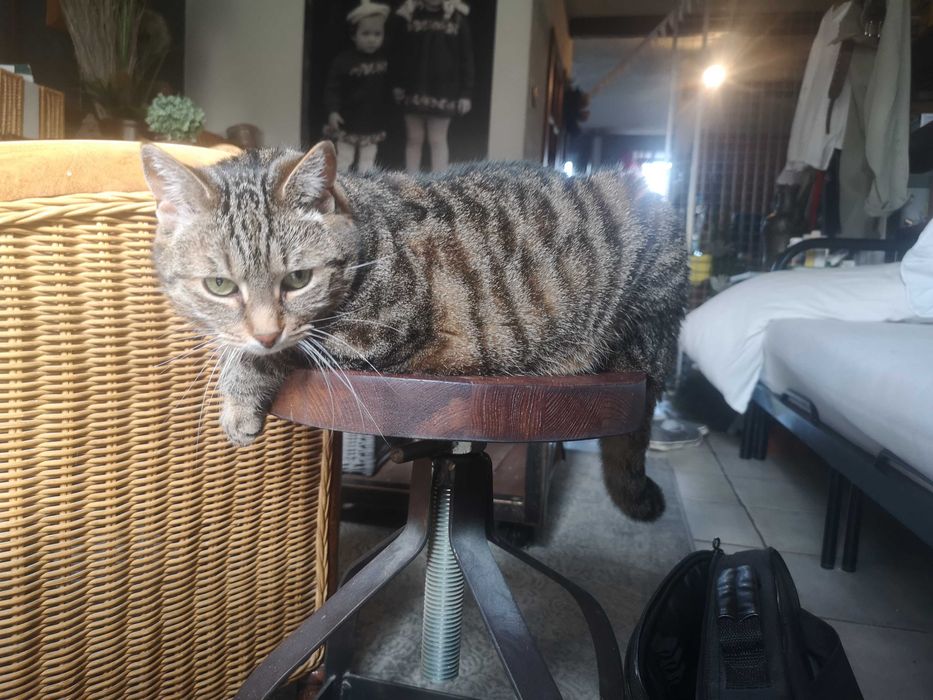 2 zdrowe koty domowe szukaja nowego domku