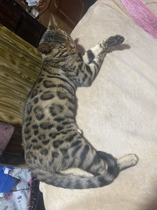 Бенгал ищет невесту