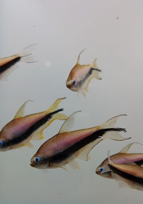 Tetra cesarska ładna